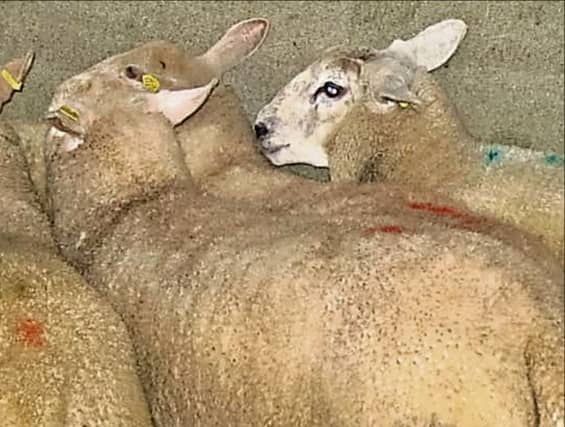 The ICSA said the window for growing additional fodder and sowing catch crops has now largely passed.
