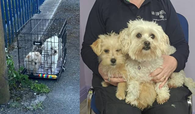 Left: The pups who were found abandoned outside Longford Dog Pound