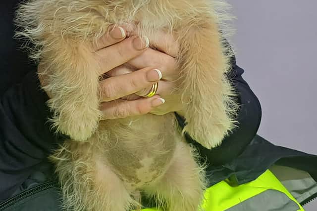 The council is currently working with an animal welfare organisation with a view to having them rehomed.