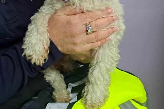 Read: Five abandoned puppies found wandering busy Longford road now "safe and well"