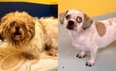Before and after a vet visit and a groom 