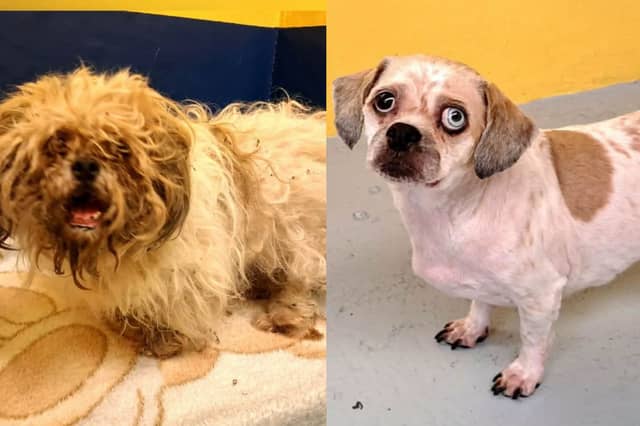 Before and after a vet visit and a groom