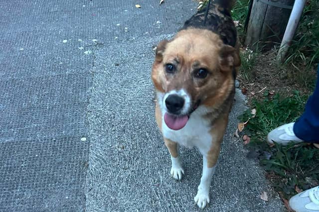 Gardaí are hoping to find the owner of this dog