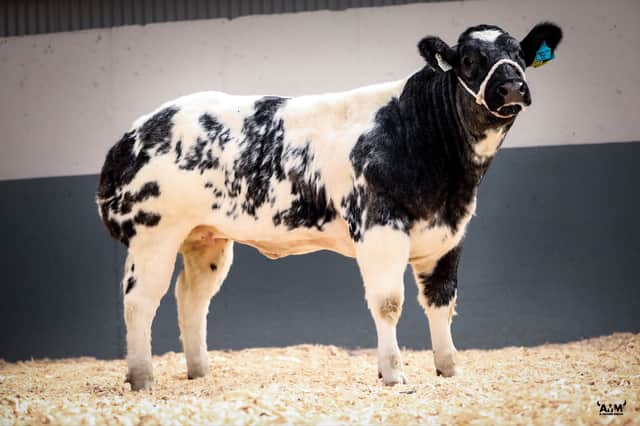   The very impressive Dunbeggan Tammy, 2nd prizewinner at Tullamore Show  