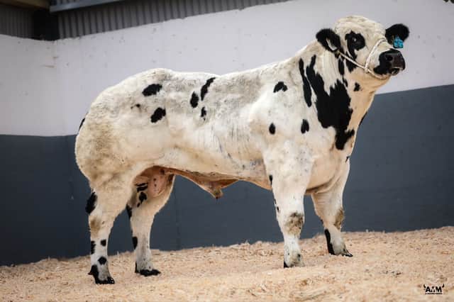 Dunbeggan Twister reserve Champion at All-Ireland Boris-on-Ossery show