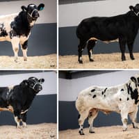 Exciting sale of Pedigree Belgian Blue stock in Longford