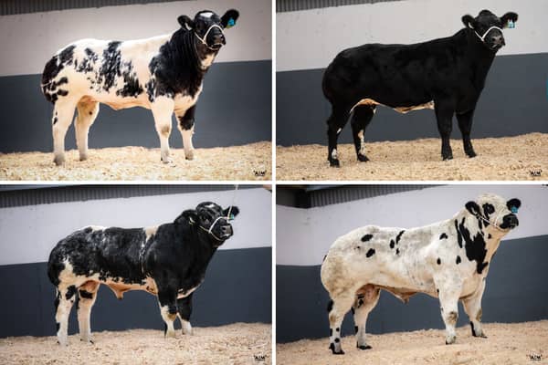 Some of the impressive pedigree livestock up for sale