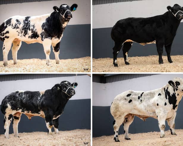 Some of the impressive pedigree livestock up for sale
