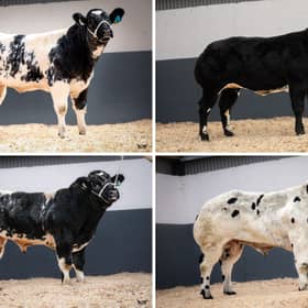 Some of the impressive pedigree livestock up for sale