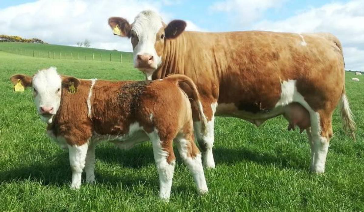 Longford farming: Cut to dairy–beef scheme hits young county farmers hardest