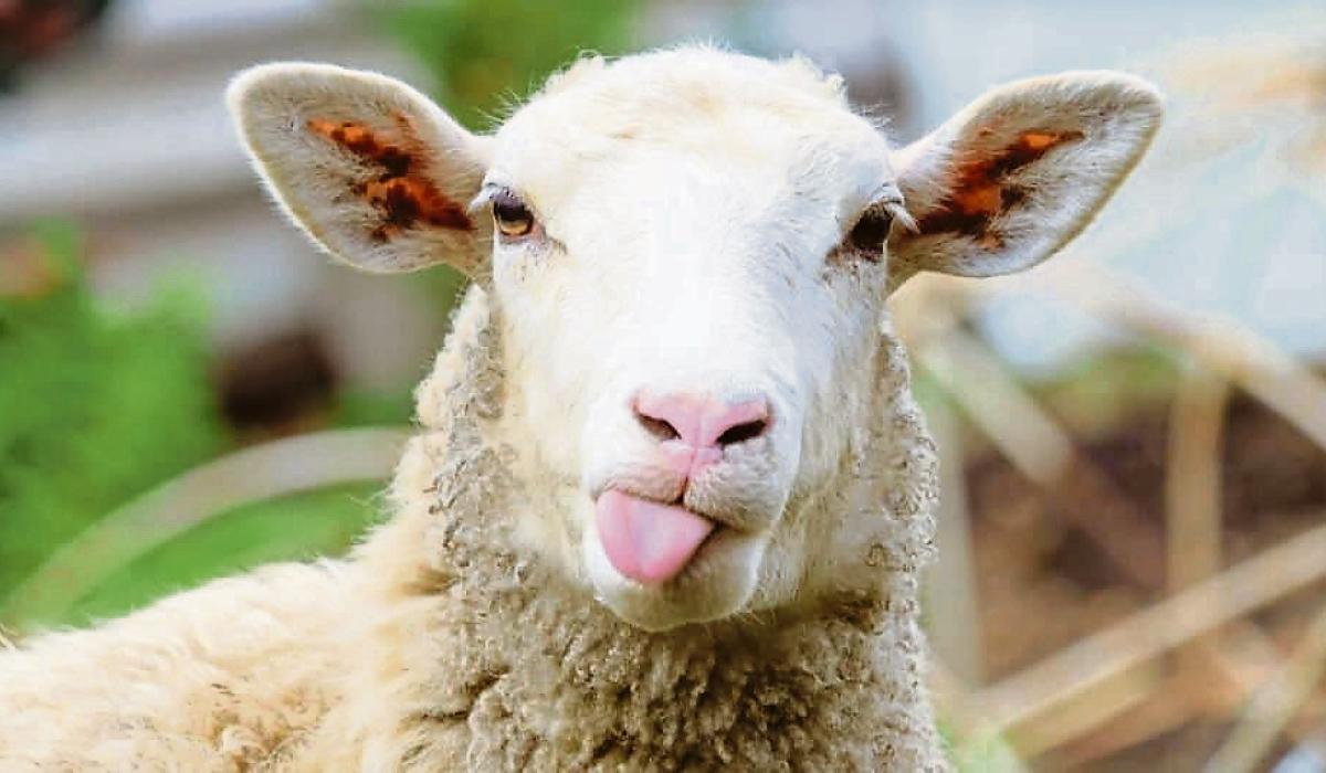 Expert advice for county Longford farmers to prevent river fluke in sheep