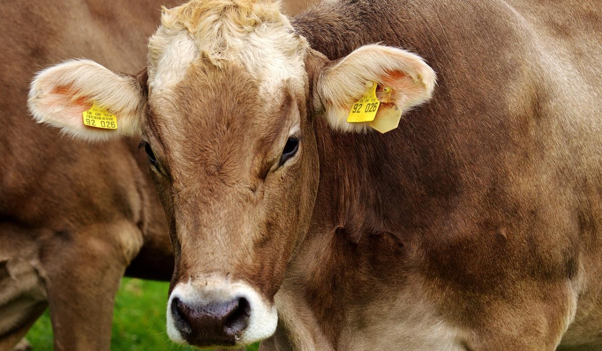 Longford farming: ICSA say processors must halt livestock imports