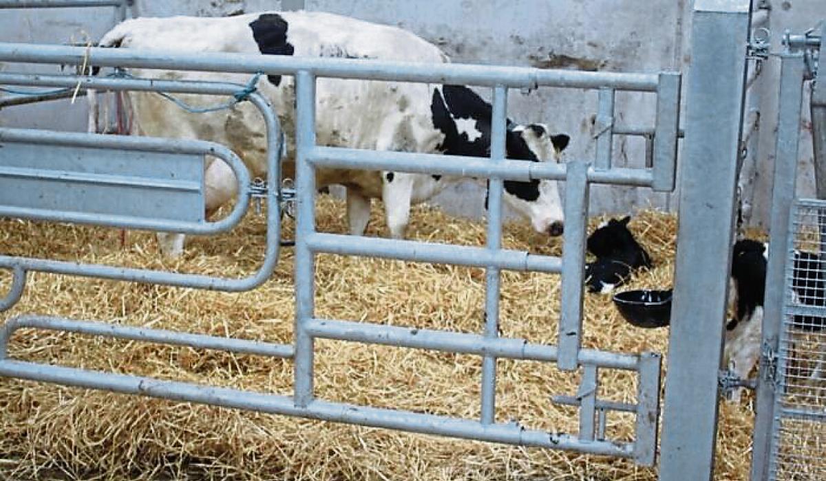 Longford farming: 'Looking after yourself is as important as looking after livestock'