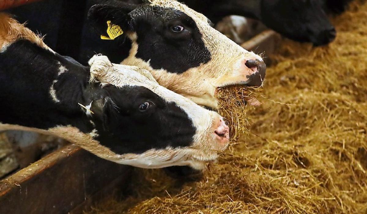 Longford farming: Farmers concerned about fodder shortages  as cattle returned to sheds