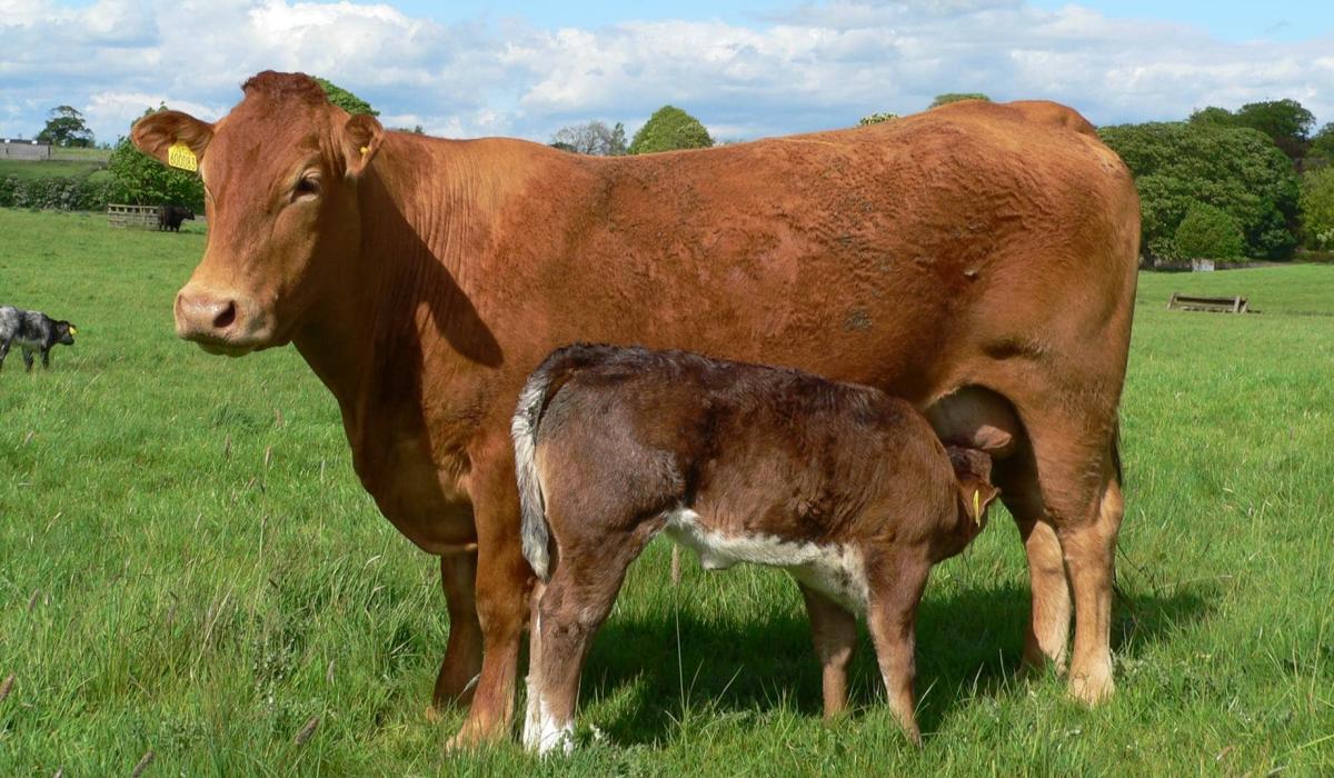 Longford farming news: Factories playing very dangerous game – IFA