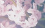 Support services for the bereaved
