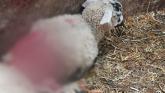 'Over 50 dead' Longford County Council's 'sincere sympathy' for farmers after sheep kills