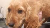 Puppies rescued from Longford property worth 'several thousand euro'