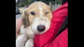 Puppy 'kicked around like a football' rescued by shelter and gardai