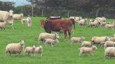 Longford farming fall - CSO figures show alarming drop in cattle and sheep numbers