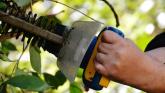Hedge cutting