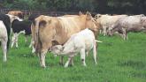 Important October dates for county Longford suckler farmers to take note of