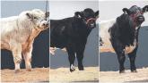 Belgian Blues cow