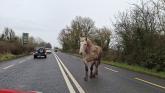 Horse loose on N63 Roscommon to Longford road