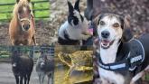 PICTURES: Lovely donkey duo Betty and Norah are among many animals at NSPCA Longford
