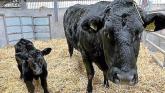 Longford 2026 calving season: Personal safety and aiming for healthy calves on the ground