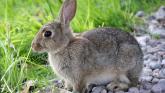 Longford woman appears in local court accused of neglect of rabbit 