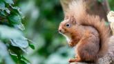 Longford joins All-Ireland call to track squirrels and pine martens