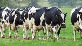 Longford farmers will benefit from continued availability of nitrates derogation