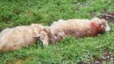 Vicious dogs killed or maimed up to 60 sheep during third Longford sheep kill in 24-hours