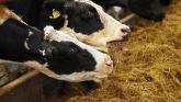 Longford farming: Farmers concerned about fodder shortages as cattle returned to sheds
