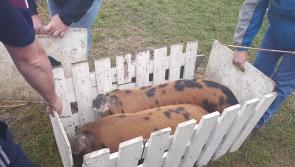 Watch: Pigs complete obstacle course in world record attempt at National Ploughing Championships