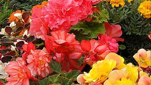 Closing date looms for Longford Tidy Towns  garden contest