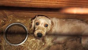 Longford people asked to not support puppy farmers by buying a puppy for Christmas