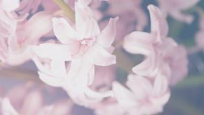 Support services for the bereaved