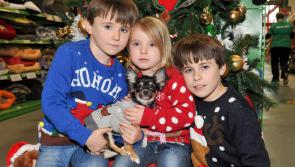 Longford’s pampered pets back in favour on Santa’s Christmas list