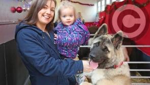 PHOTO GALLERY: Co Longford's Hungry Horse Outside takes animal welfare programme to a whole new level
