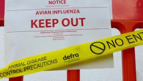 Longford and Irish farmers warned of risks after UK Avian flu outbreak