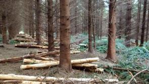 Longford Leader farming: Teagasc  to hold ‘Talking Timber’ discussion in Cavan