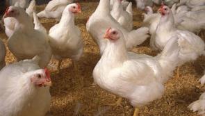 Longford man shares his experiences on building a career out of poultry farming