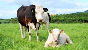 Teagasc issue tips to help farmers prepare for calving