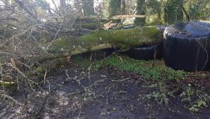 Hundreds of homes in Longford left without power as Storm Ali strikes