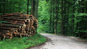 Farm forests deliver many benefits 