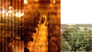 Gardaí seize €200,000 worth of cannabis plants 