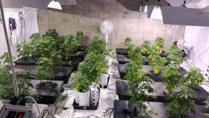 Gardaí seize in excess of 100 cannabis plants valued at €80,000