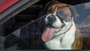 Longford pet-owners warned not to leave dogs in cars during hot weather